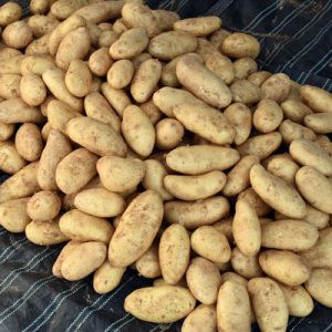 Import Potatoes - Intrade