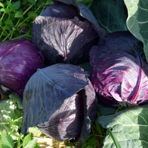 Import Cabbage - Intrade