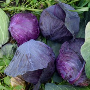 Import Cabbage - Intrade