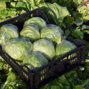 Import Lettuce - Intrade