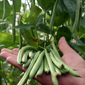 Import Green Beans - Intrade