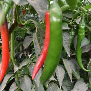 Import Chili Pepper - Intrade