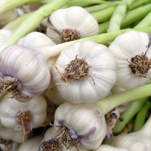 Import Garlic - Intrade