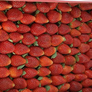 Import Strawberries - Intrade
