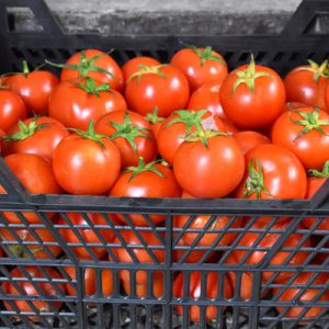 Import Tomatoes - Intrade