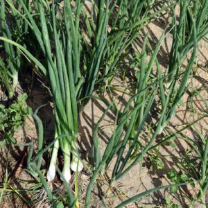 Import fresh spring onions - Intrade