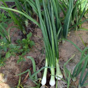 Import Spring Onions - Intrade